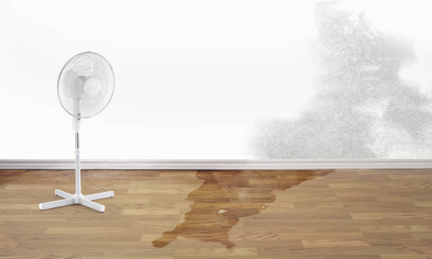 Best Flood restoration services  in Buhl, MN